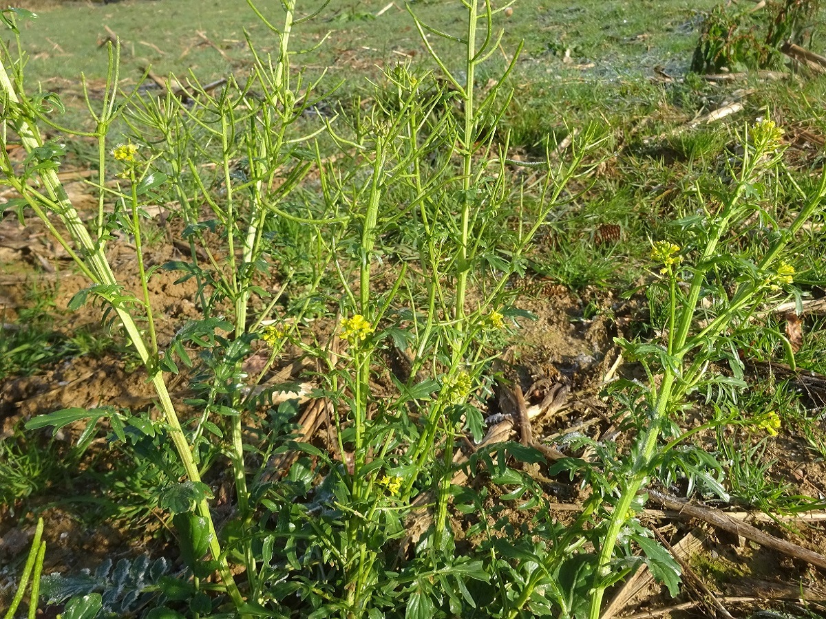 Barbarea intermedia (Brassicaceae)